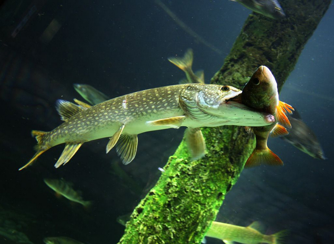 Esox lucius Linnaeus, 1758